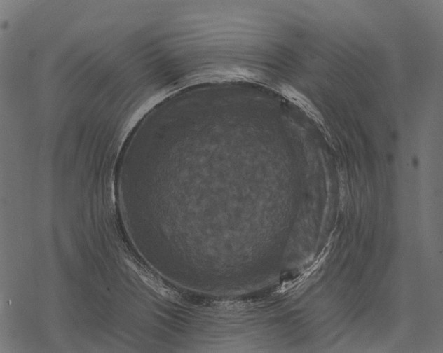 X0000077291226200611031542