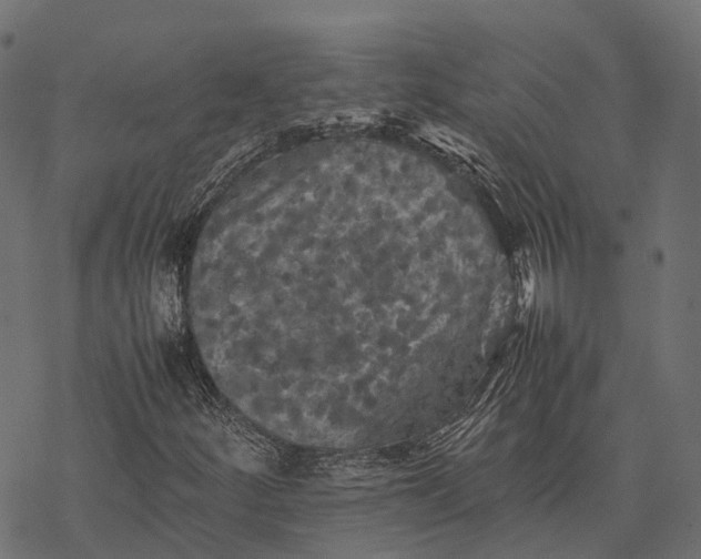 X0000077291252200611031541