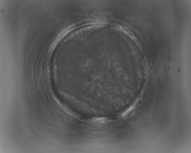 X0000077290055200611101353