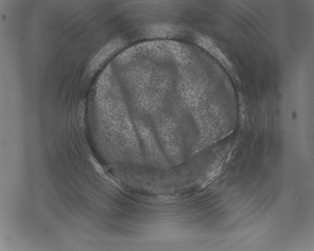 X0000077290058200611101353