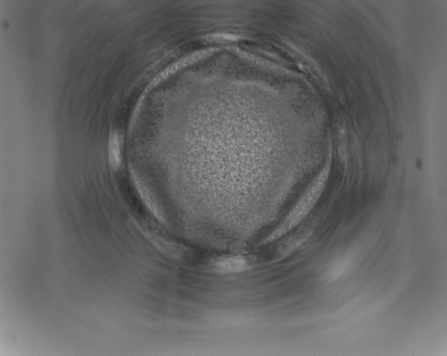 X0000077290075200611101353