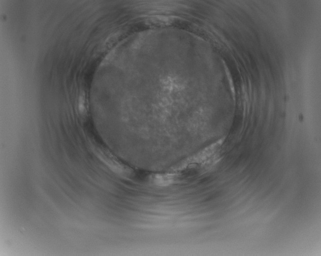 X0000077290134200611101352