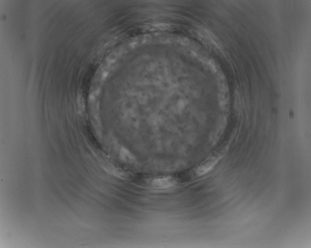 X0000077290173200611101352