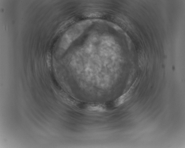 X0000077290175200611101352