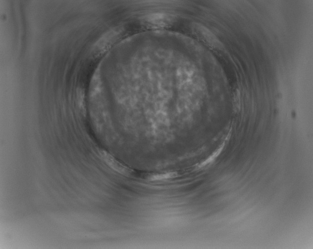 X0000077290178200611101352