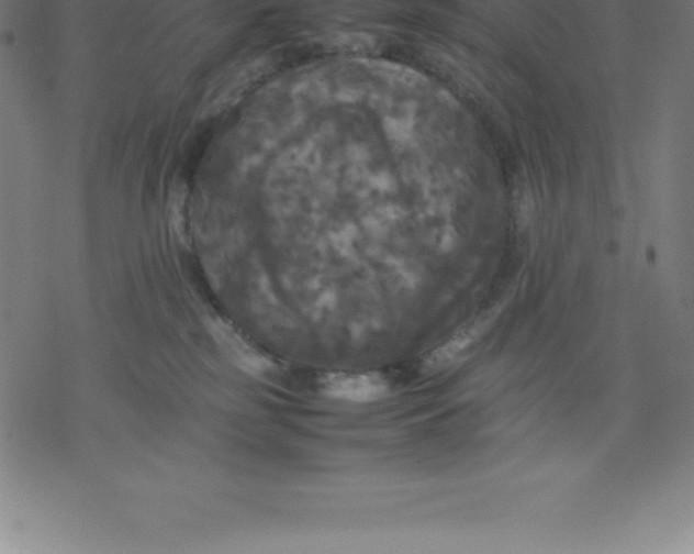 X0000077290185200611101352