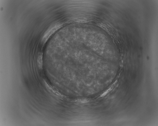 X0000077290194200611101351