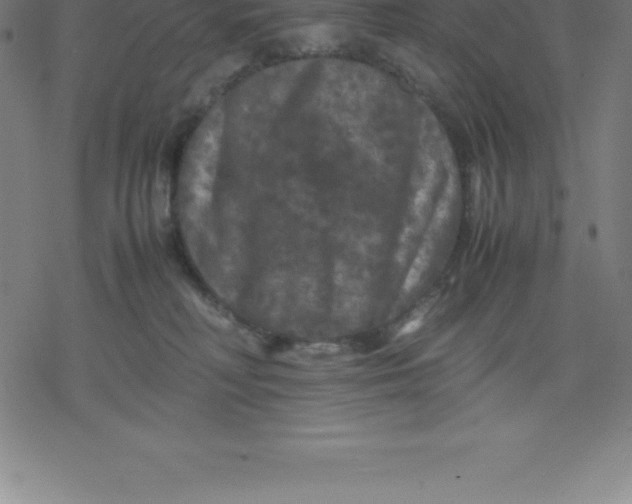 X0000077290230200611101351