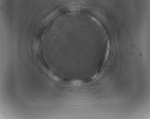 X0000077290233200611101351