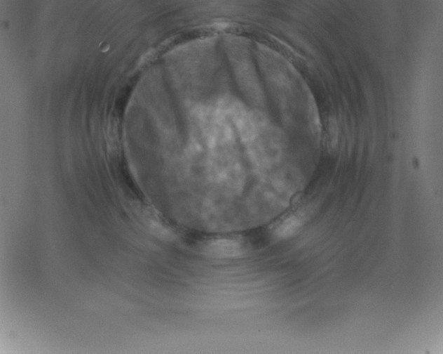 X0000077290236200611101351