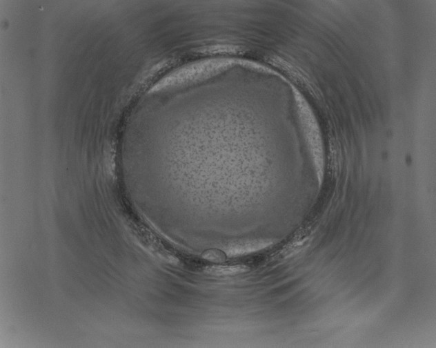 X0000077290255200611101350