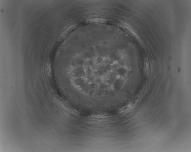 X0000077290259200611101350