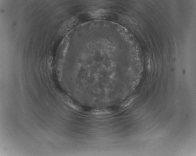 X0000077290275200611101350