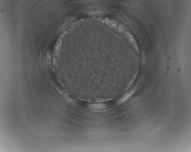 X0000077290281200611101350