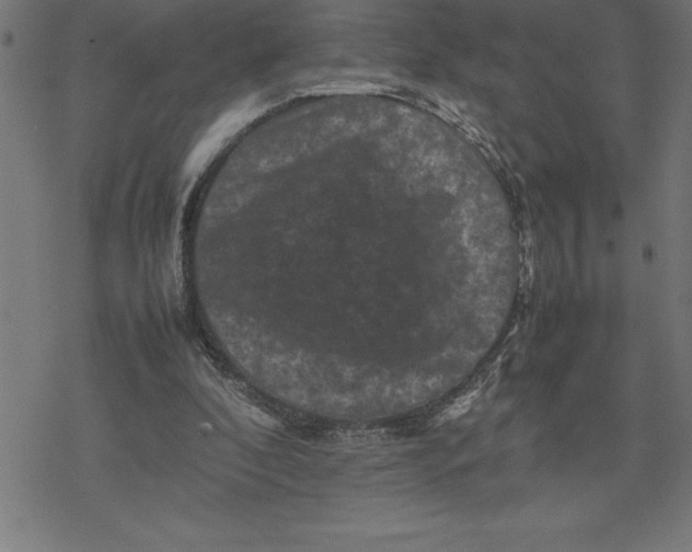 X0000077290296200611101350