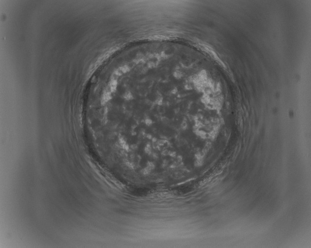 X0000077290299200611101350