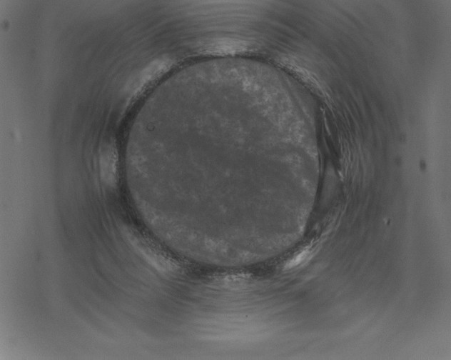 X0000077290304200611101349