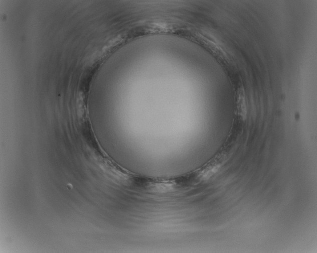 X0000077290318200611101349