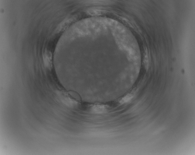 X0000077290332200611101349