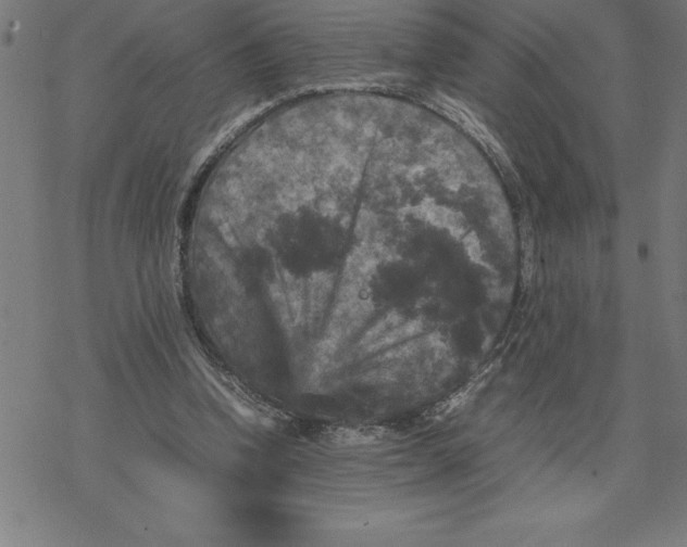 X0000077290346200611101348