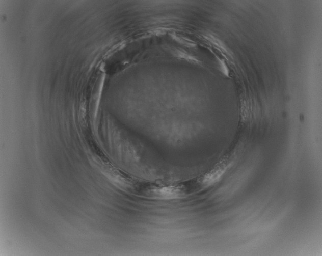 X0000077290365200611101349