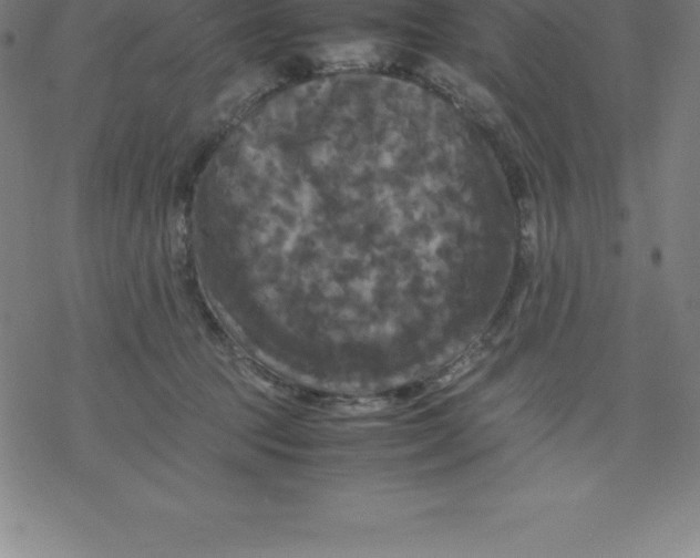 X0000077290369200611101349