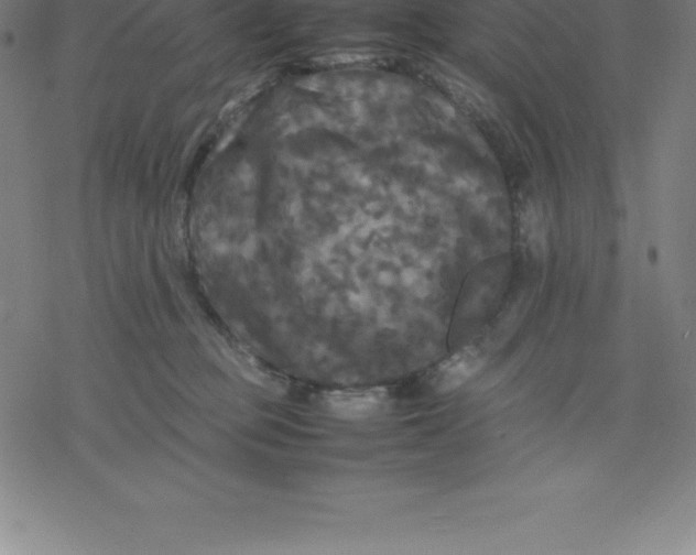 X0000077290373200611101349