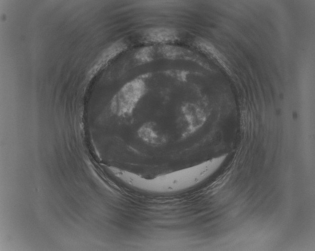 X0000077290443200611101347