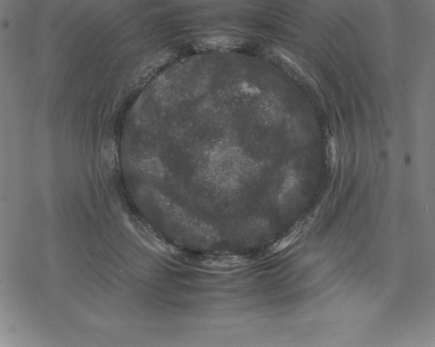 X0000077290459200611101347