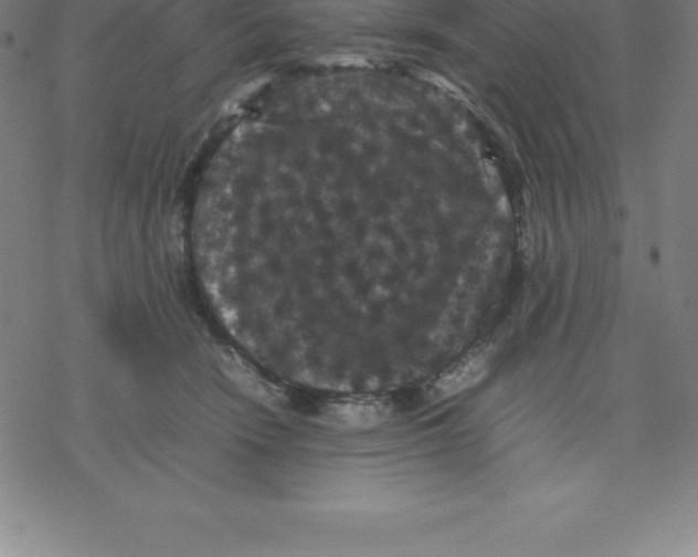 X0000077290466200611101347