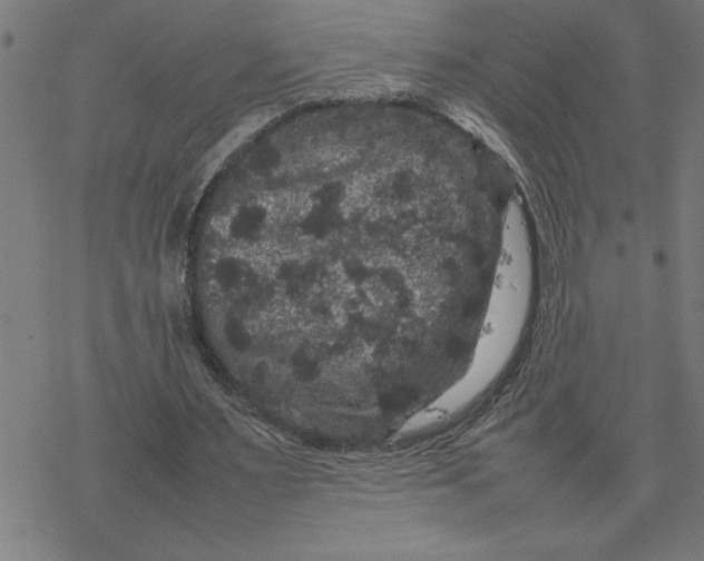 X0000077290483200611101347