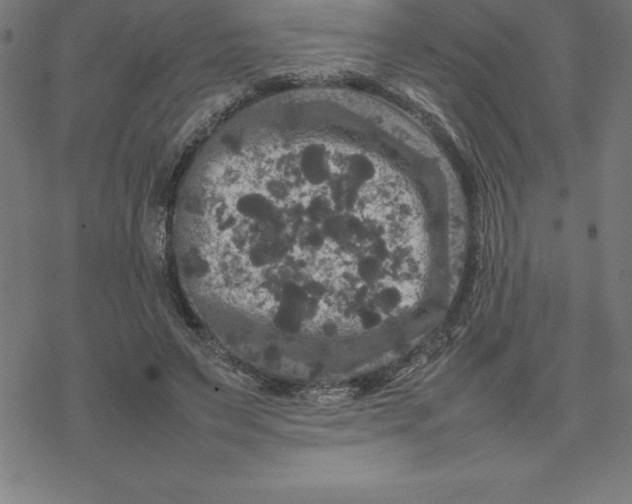 X0000077290495200611101346