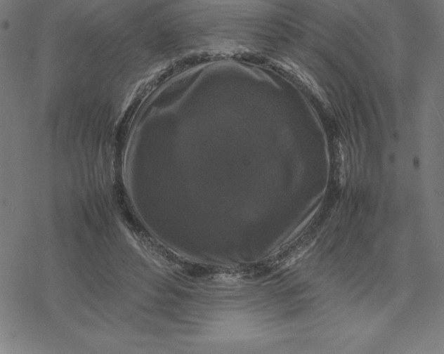 X0000077290496200611101346