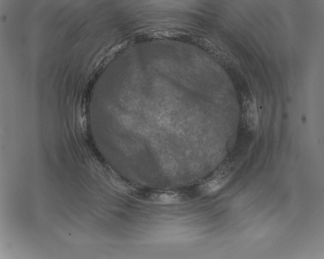 X0000077290506200611101346