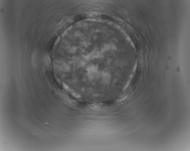 X0000077290523200611101346