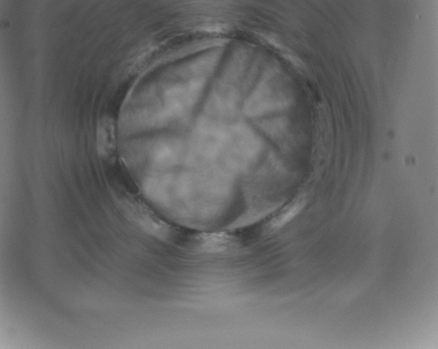 X0000077290528200611101346