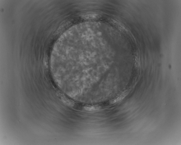 X0000077290561200611101346