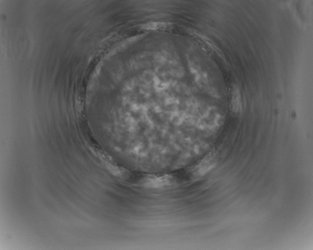 X0000077290569200611101346