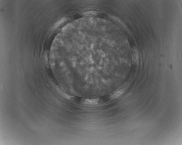 X0000077290573200611101346