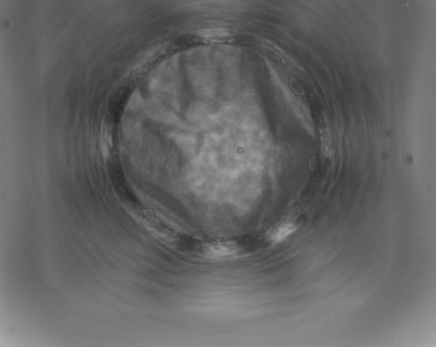 X0000077290618200611101344