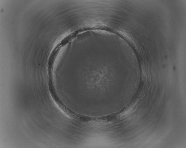 X0000077290630200611101344