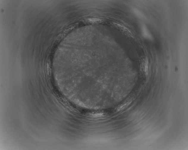 X0000077290651200611101344