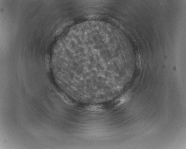 X0000077290664200611101344