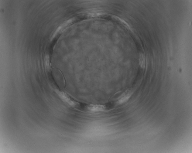 X0000077290670200611101344