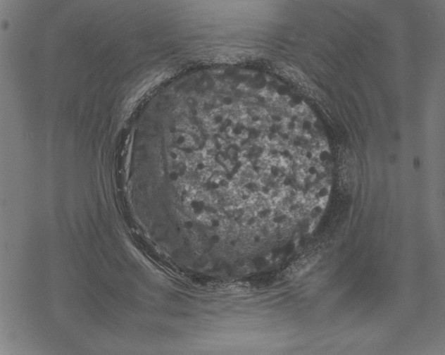 X0000077290683200611101343