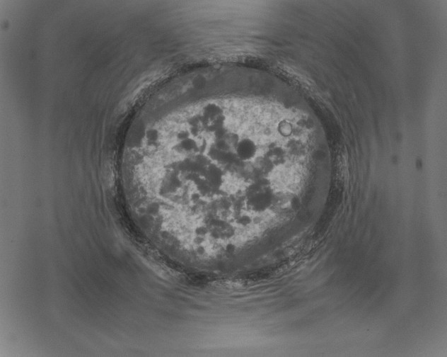 X0000077290687200611101343