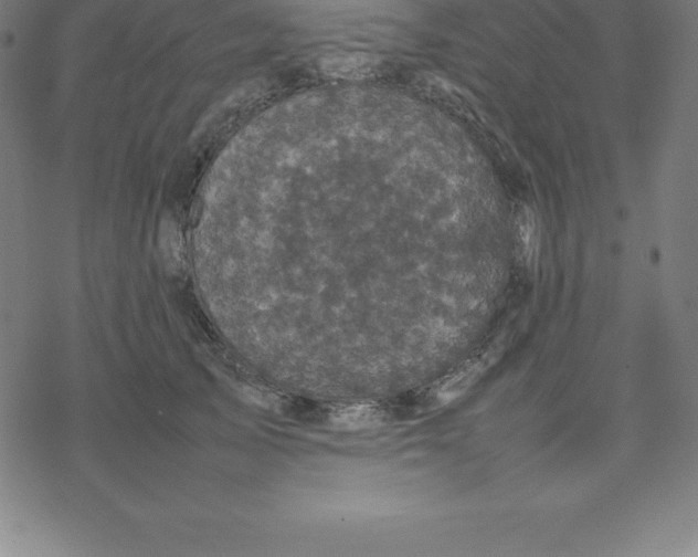 X0000077290705200611101343