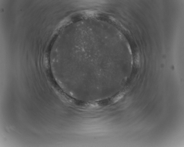 X0000077290715200611101343