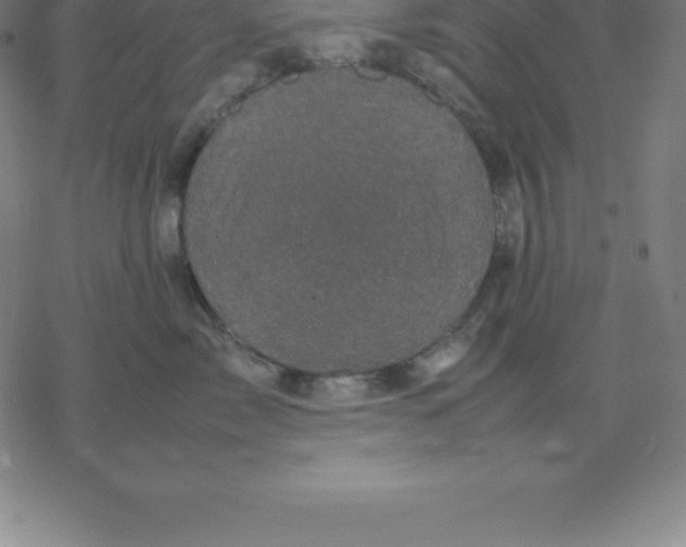 X0000077290717200611101343