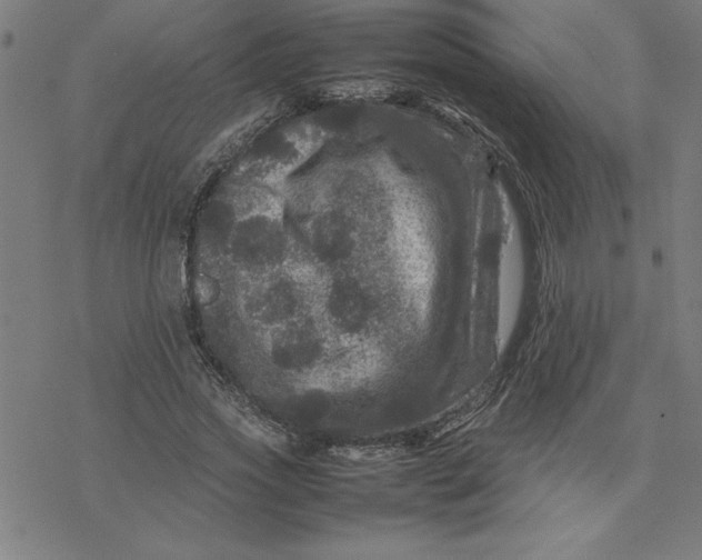 X0000077290733200611101342